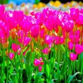 /album/fotogaleria/mercado-de-flores-jpg/